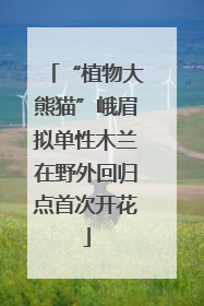 “植物大熊猫”峨眉拟单性木兰在野外回归点首次开花